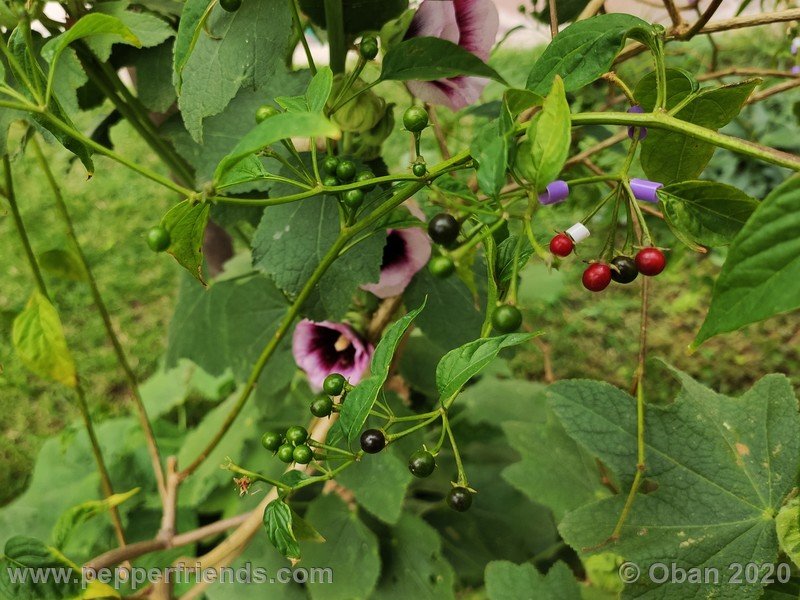 450156228_Capsicum_eximium_CAP1491_003_pianta_08.jpg