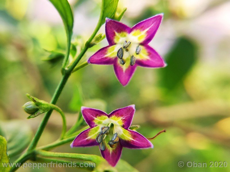 456692127_Capsicum_eximium_CAP1491_003_fiore_14.jpg