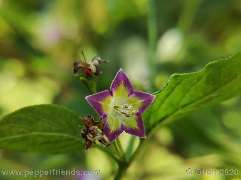 487169257_Capsicum_eximium_CAP1491_003_fiore_20.jpg