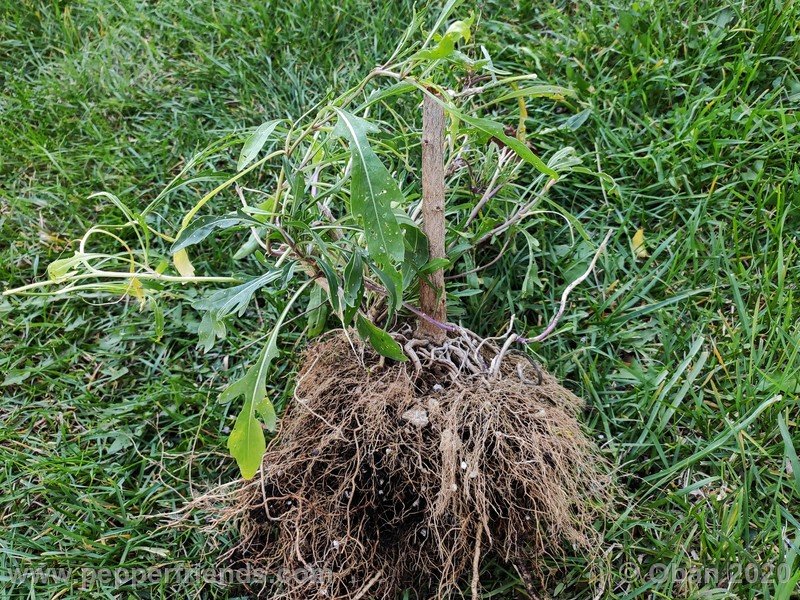 743201836_Capsicum_eximium_CAP1491_003_pianta_11.jpg