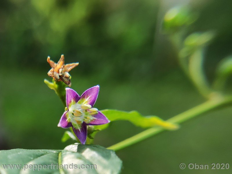 770425464_Capsicum_eximium_CAP1491_003_fiore_24.jpg