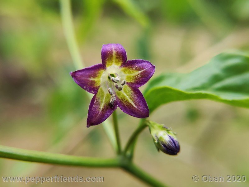 798522481_Capsicum_eximium_CAP1491_003_fiore_02.jpg