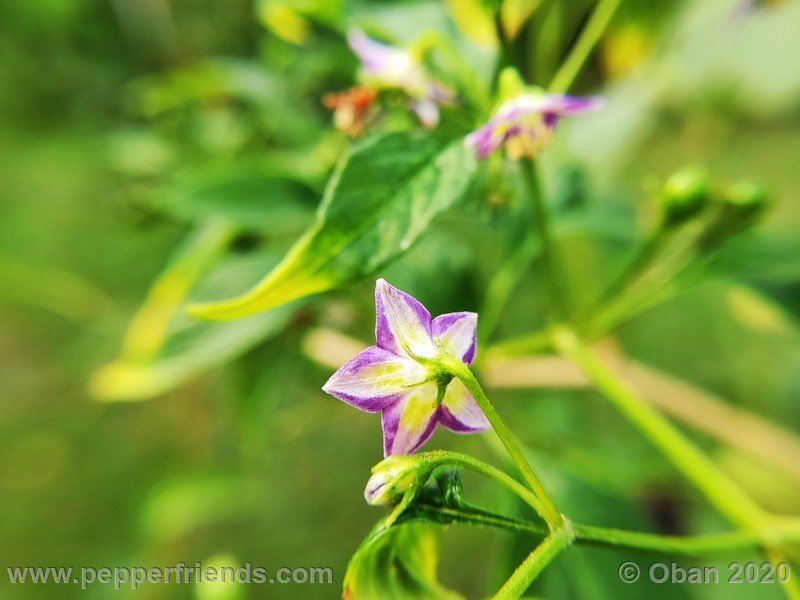 803470802_Capsicum_eximium_CAP1491_003_fiore_22.jpg