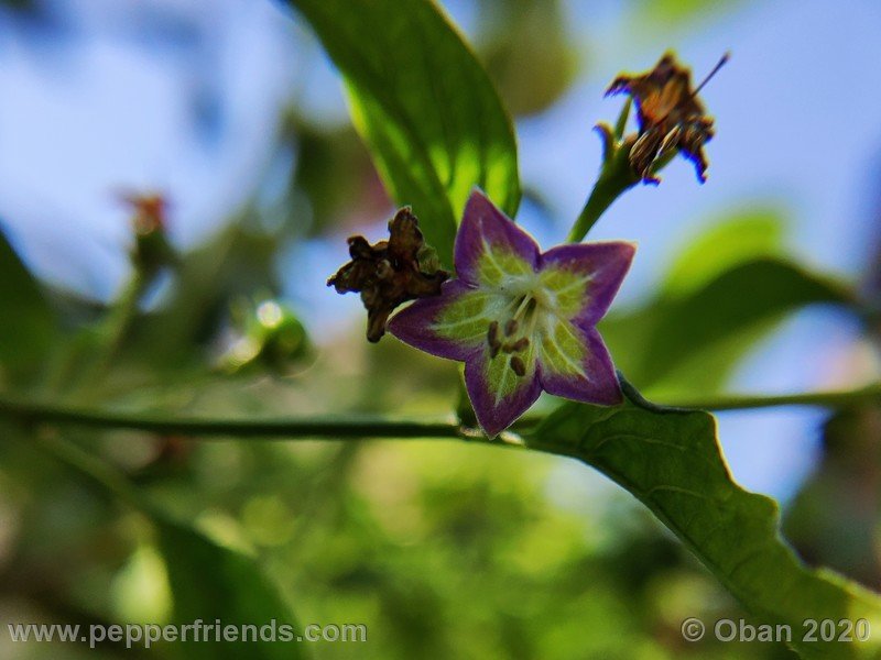 899252364_Capsicum_eximium_CAP1491_003_fiore_21.jpg