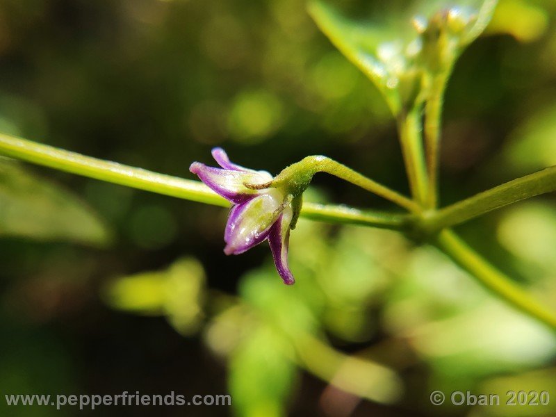 934757871_Capsicum_eximium_CAP1491_003_fiore_03.jpg