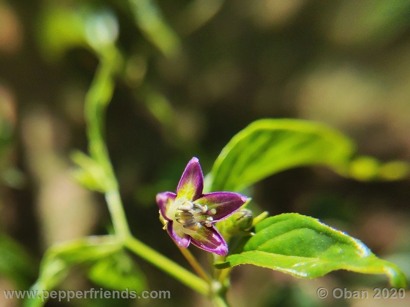 950591179_Capsicum_eximium_CAP1491_003_fiore_05.jpg