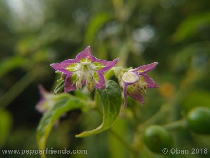 1009926173_Capsicum_eximium_CAP500_001_fiore_39.jpg