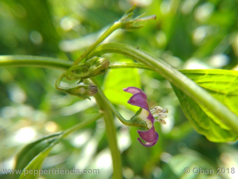 1115587853_Capsicum_eximium_CAP500_001_fiore_08.jpg