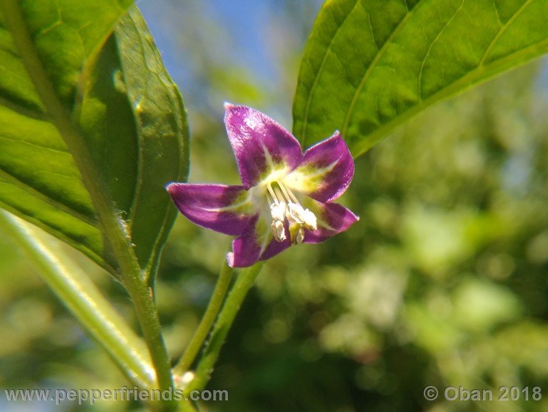 1132051889_Capsicum_eximium_CAP500_001_fiore_19.jpg