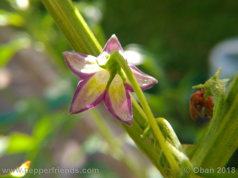 1134749835_Capsicum_eximium_CAP500_001_fiore_05.jpg