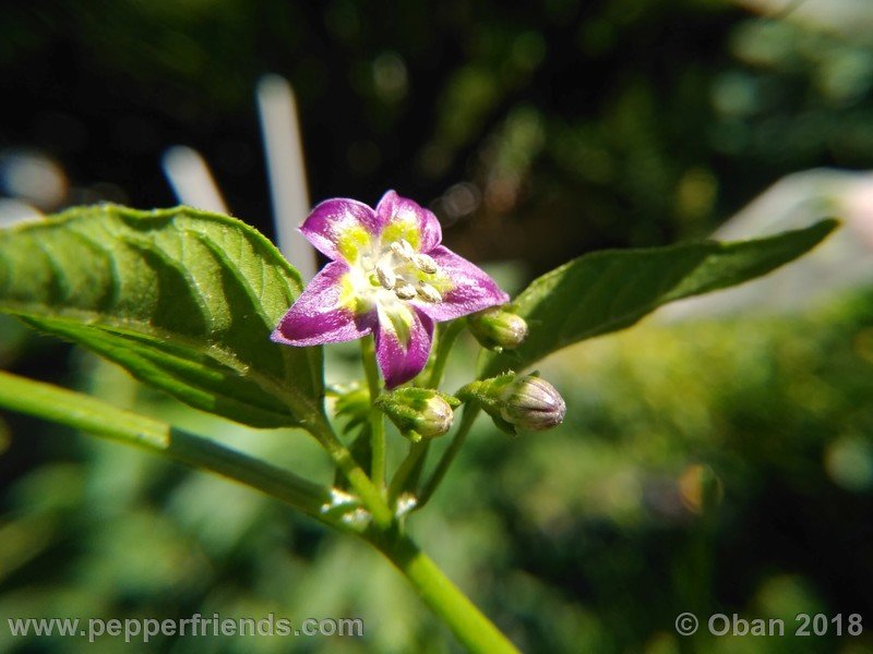 1176542992_Capsicum_eximium_CAP500_001_fiore_13.jpg