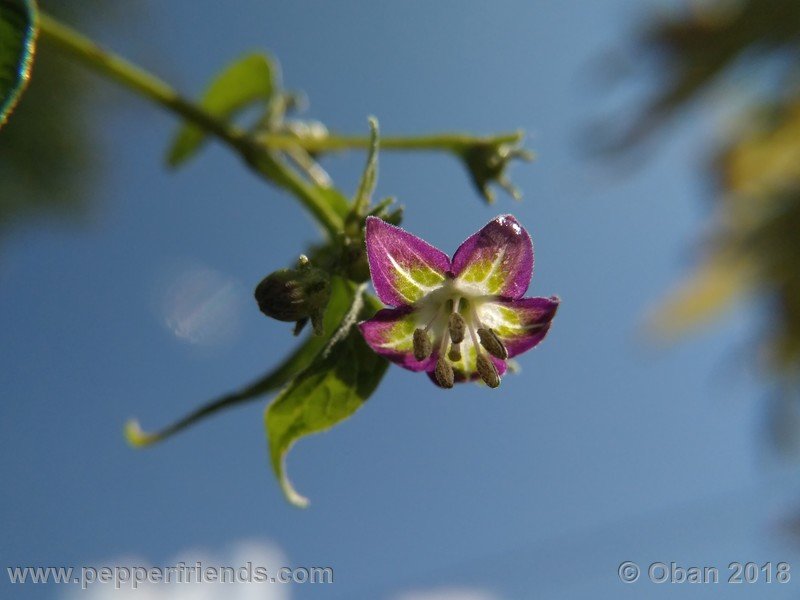 1179096207_Capsicum_eximium_CAP500_001_fiore_30.jpg