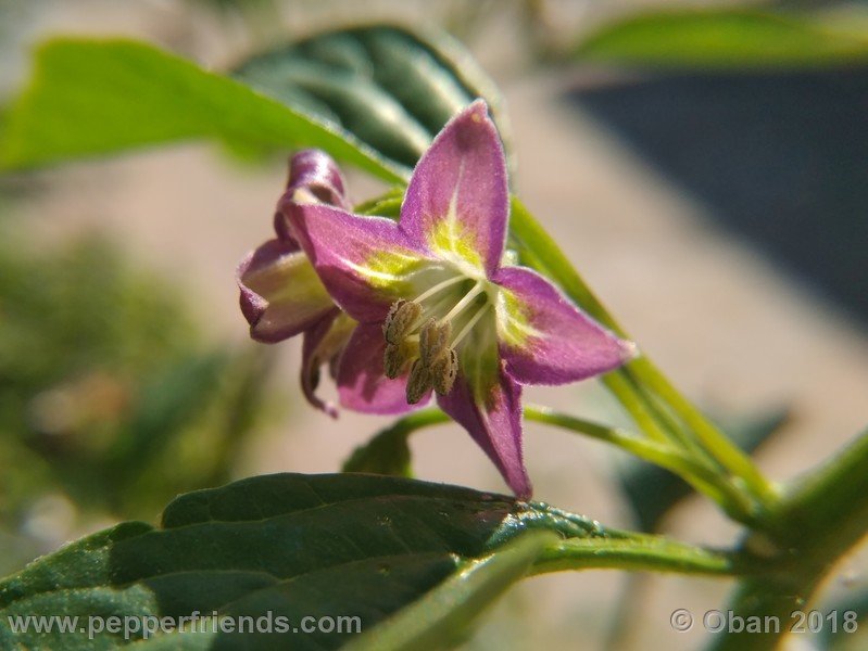 1499094014_Capsicum_eximium_CAP500_001_fiore_15.jpg