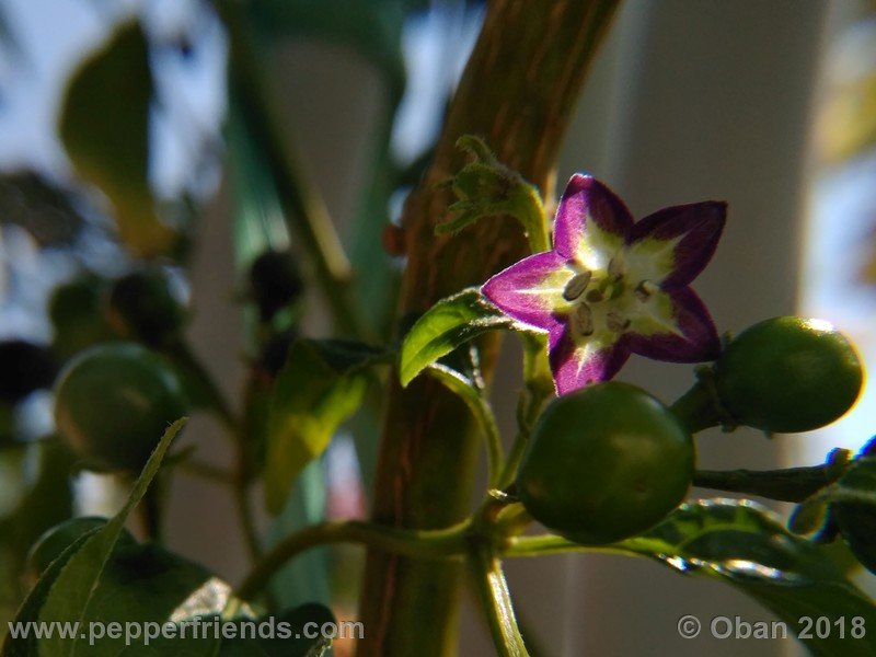 1506198288_Capsicum_eximium_CAP500_001_fiore_34.jpg