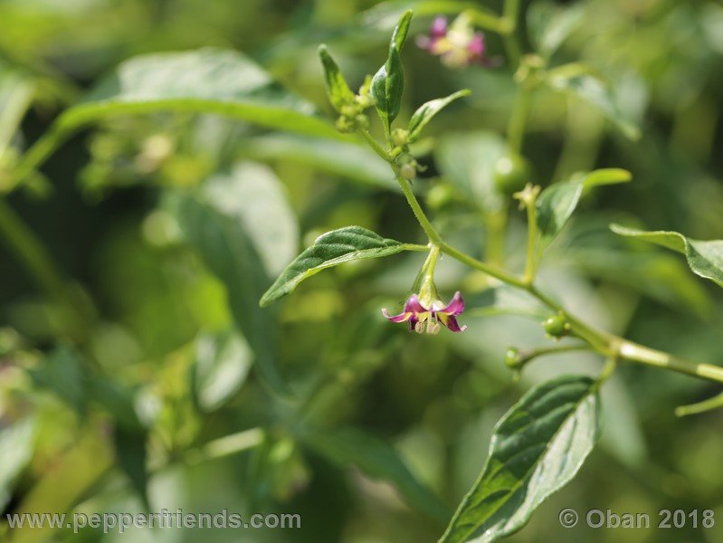 1701536522_Capsicum_eximium_CAP500_001_fiore_14.jpg