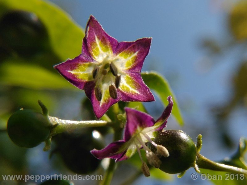 1781312788_Capsicum_eximium_CAP500_001_fiore_32.jpg