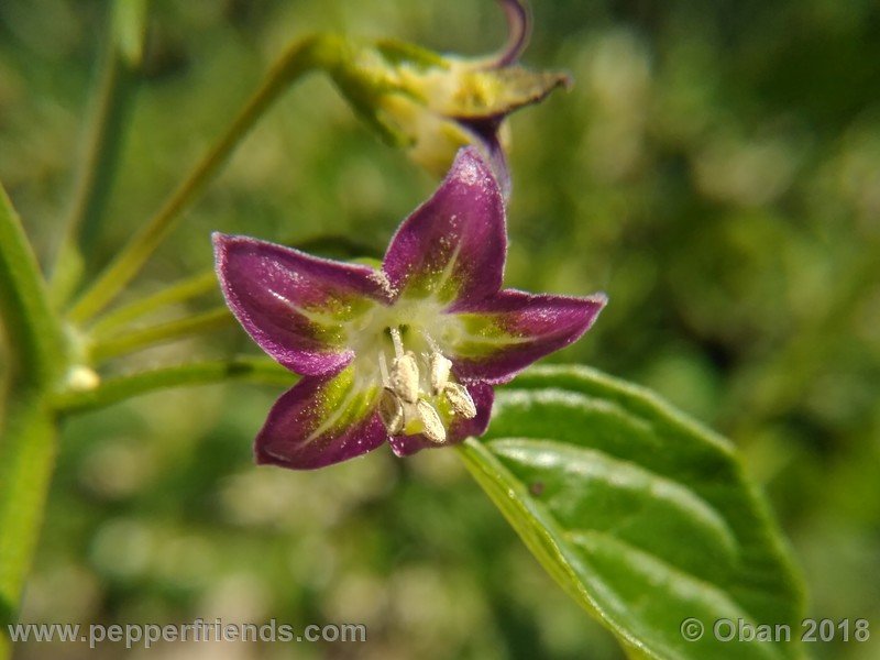 1797098999_Capsicum_eximium_CAP500_001_fiore_10.jpg