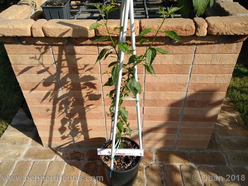 181147189_Capsicum_eximium_CAP500_001_pianta_08.jpg