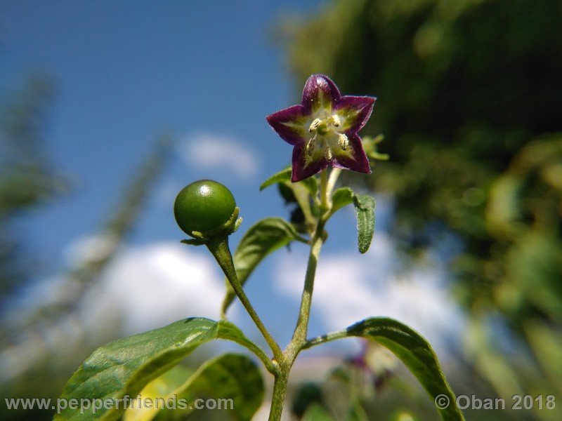 1866658250_Capsicum_eximium_CAP500_001_pianta_19.jpg