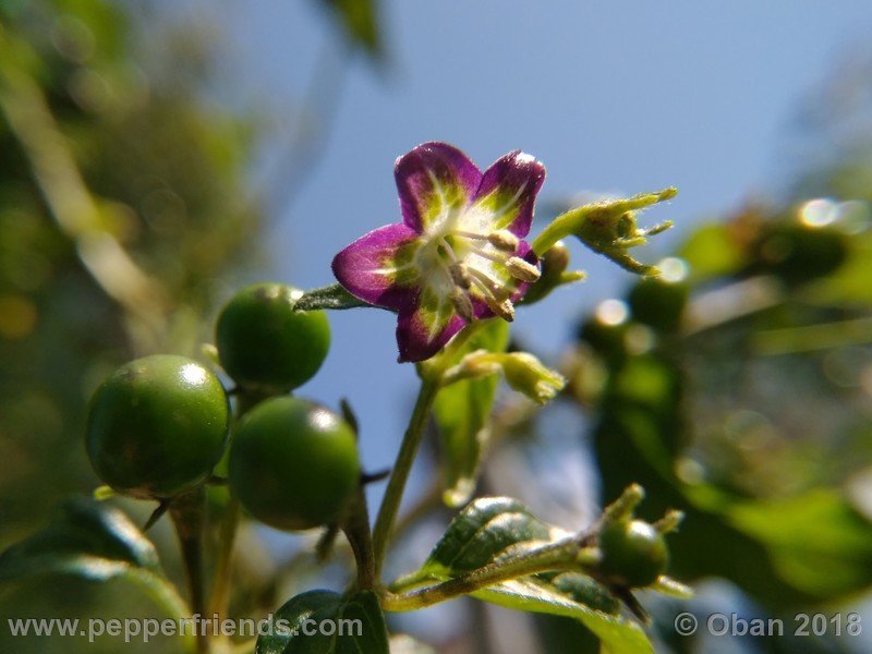 1904697731_Capsicum_eximium_CAP500_001_fiore_33.jpg