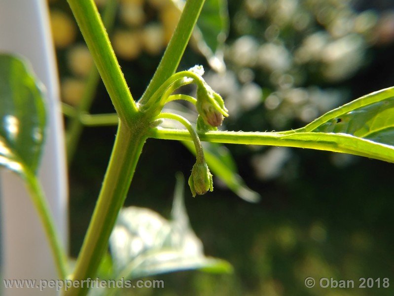 1933918892_Capsicum_eximium_CAP500_001_fiore_02.jpg