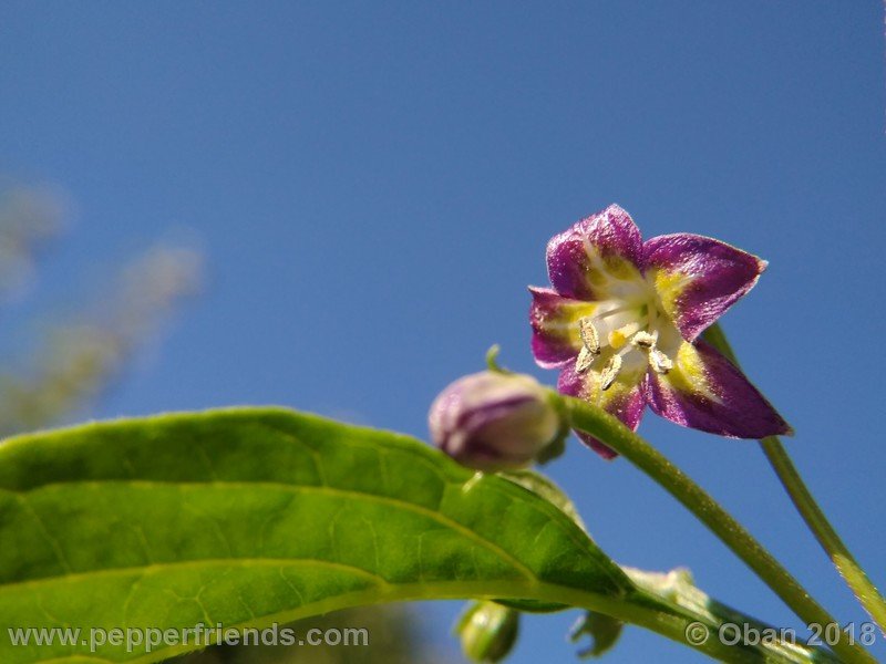 1982182594_Capsicum_eximium_CAP500_001_fiore_23.jpg