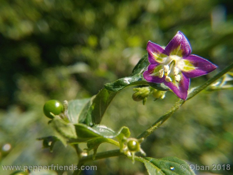 1985290579_Capsicum_eximium_CAP500_001_fiore_20.jpg