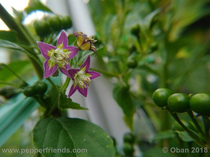 2030941930_Capsicum_eximium_CAP500_001_fiore_25.jpg