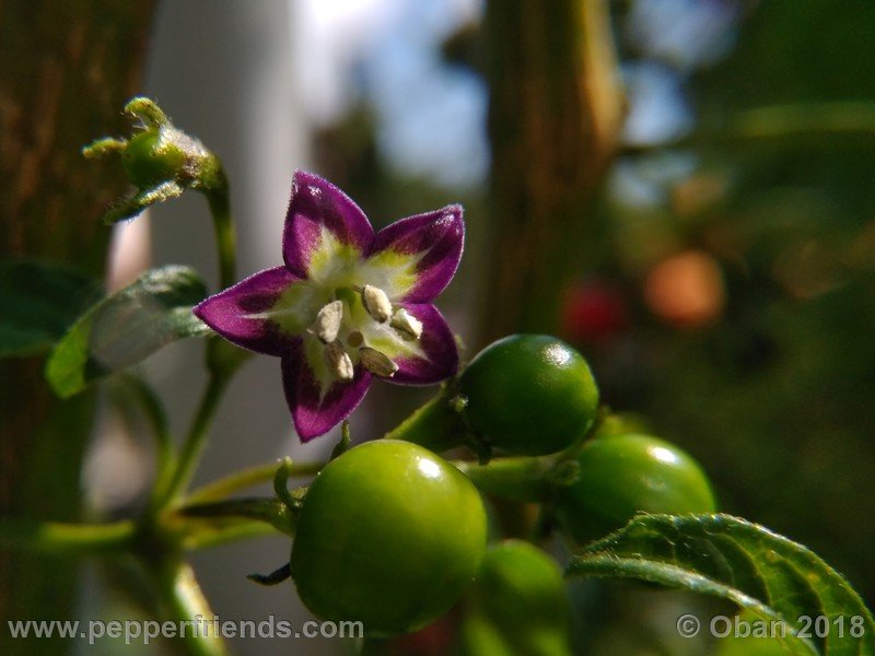 429213857_Capsicum_eximium_CAP500_001_fiore_35.jpg