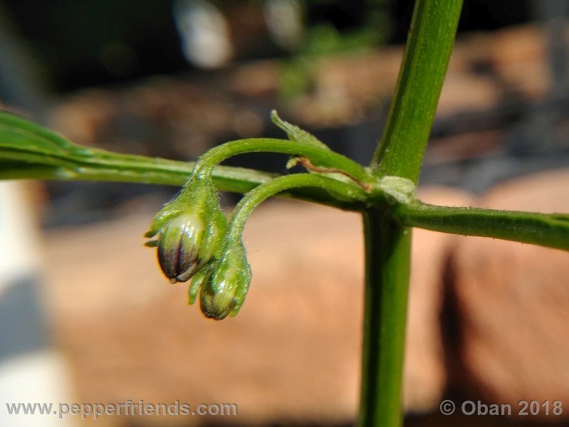 558701046_Capsicum_eximium_CAP500_001_fiore_01.jpg