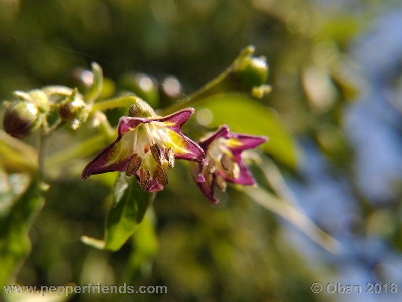 594404017_Capsicum_eximium_CAP500_001_fiore_36.jpg