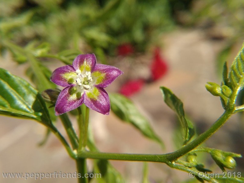 653440457_Capsicum_eximium_CAP500_001_fiore_07.jpg