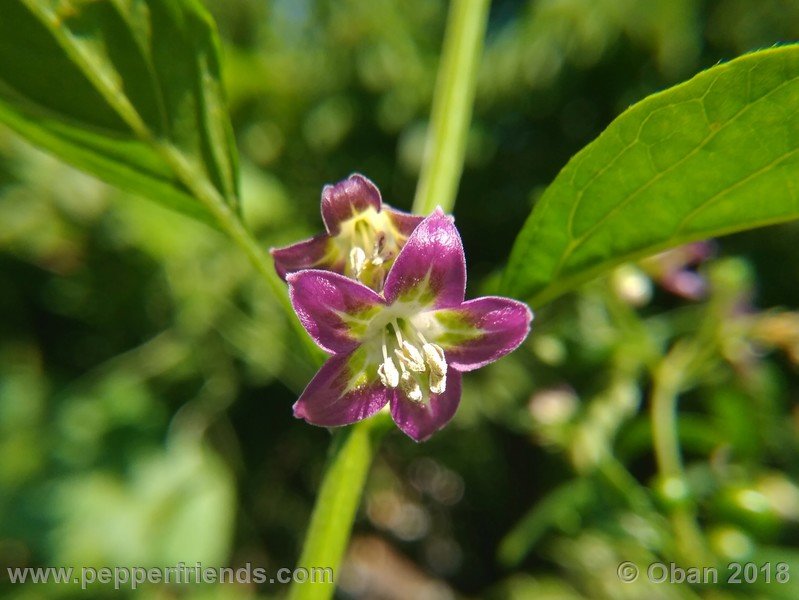 671430713_Capsicum_eximium_CAP500_001_fiore_18.jpg