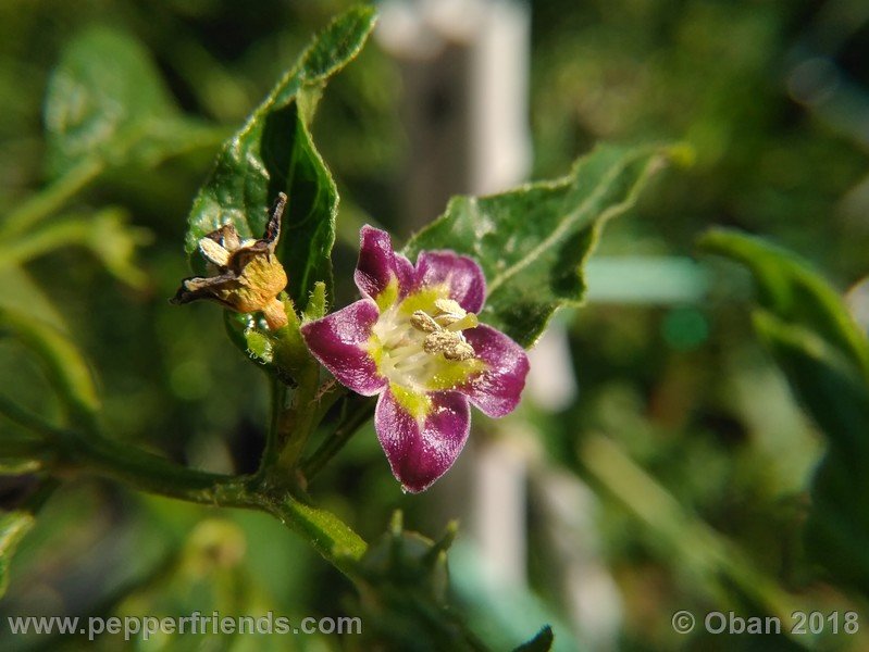 699531369_Capsicum_eximium_CAP500_001_fiore_16.jpg