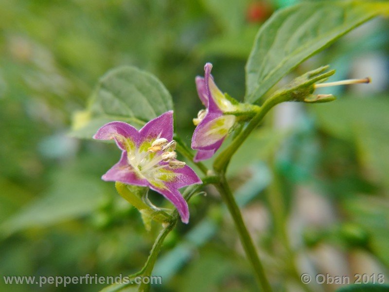 720953431_Capsicum_eximium_CAP500_001_fiore_24.jpg