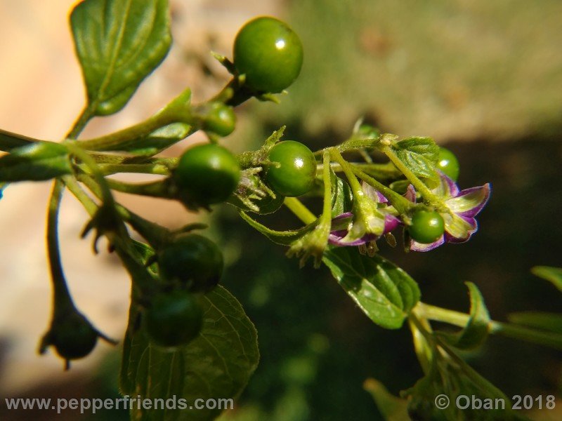 740376617_Capsicum_eximium_CAP500_001_pianta_17.jpg