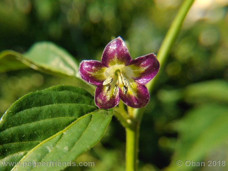 864744794_Capsicum_eximium_CAP500_001_fiore_21.jpg