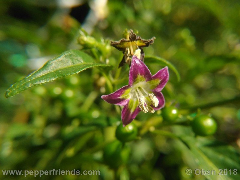 892419339_Capsicum_eximium_CAP500_001_fiore_17.jpg