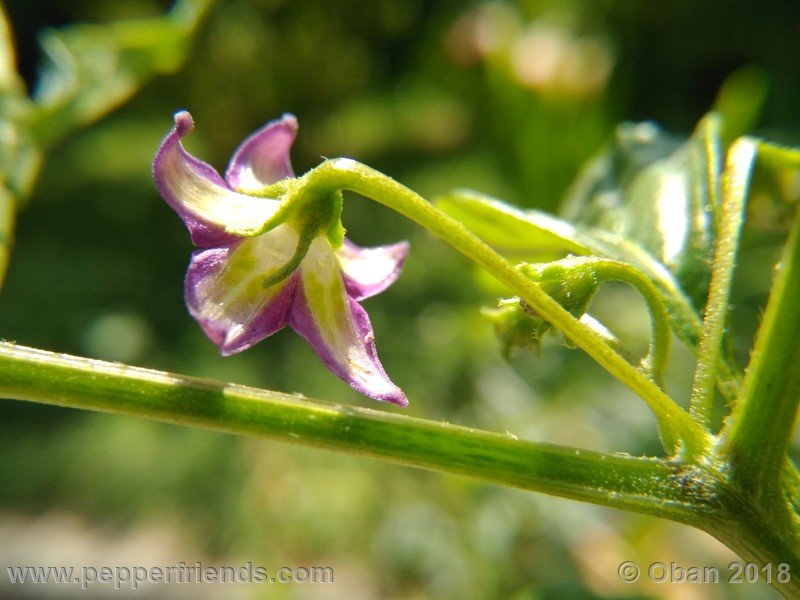 985055146_Capsicum_eximium_CAP500_001_fiore_06.jpg