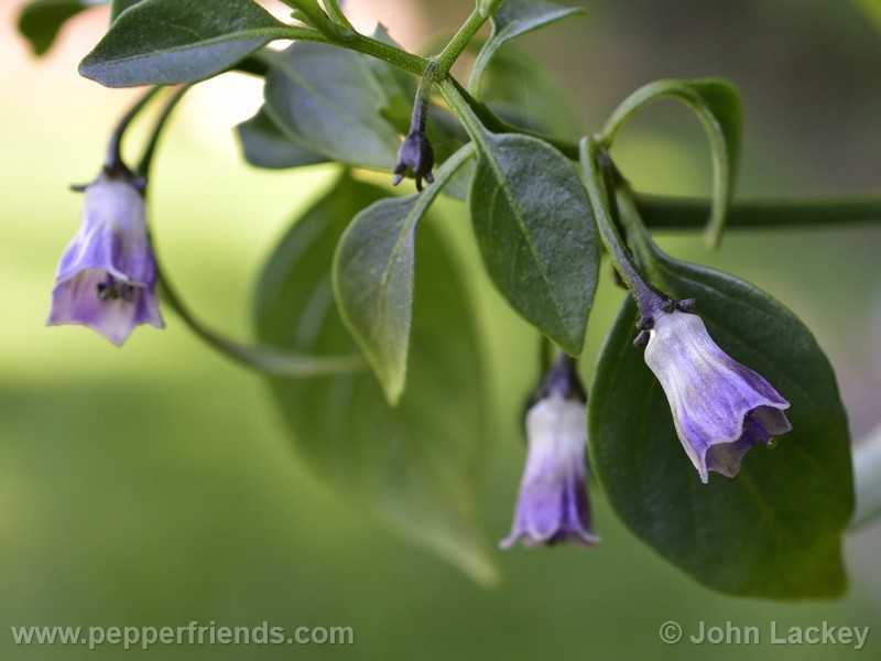 cardenasii_003_fiore_14.jpg