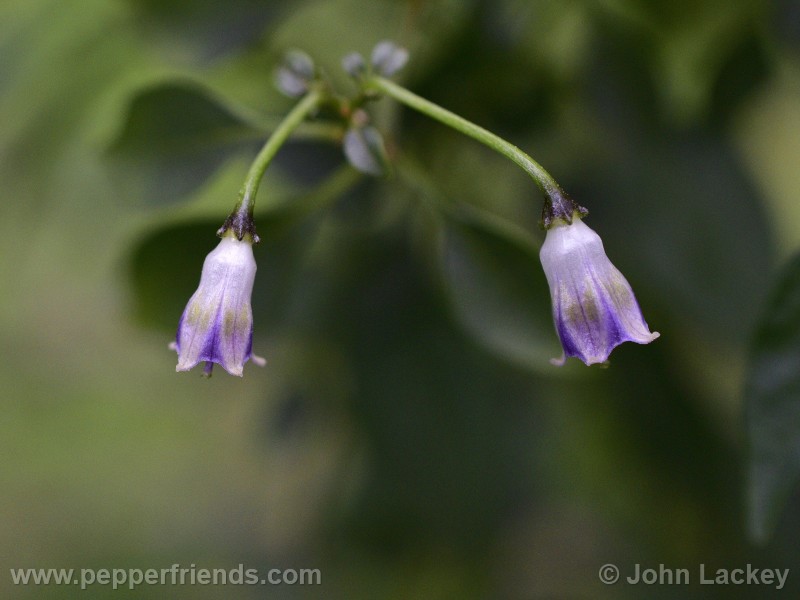 cardenasii_003_fiore_16.jpg