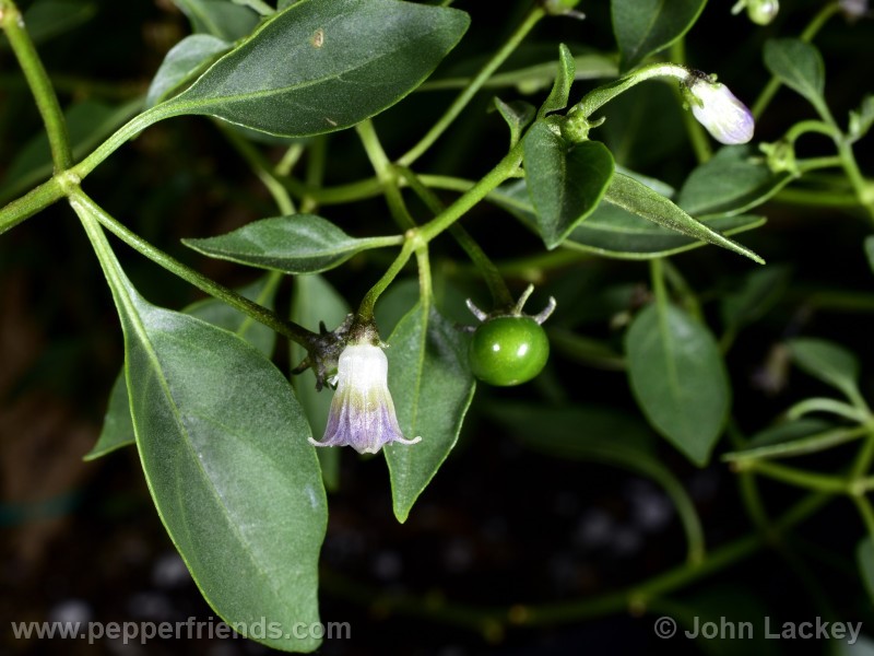 cardenasii_003_fiore_17.jpg