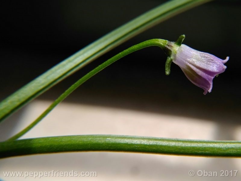 cardenasii_004_fiore_37.jpg