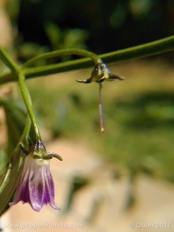 cardenasii_004_fiore_56.jpg