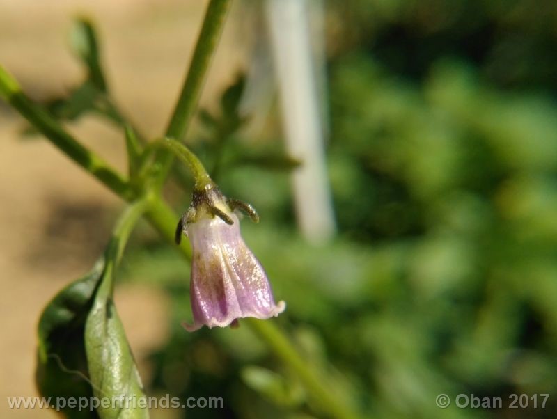 cardenasii_004_fiore_58.jpg