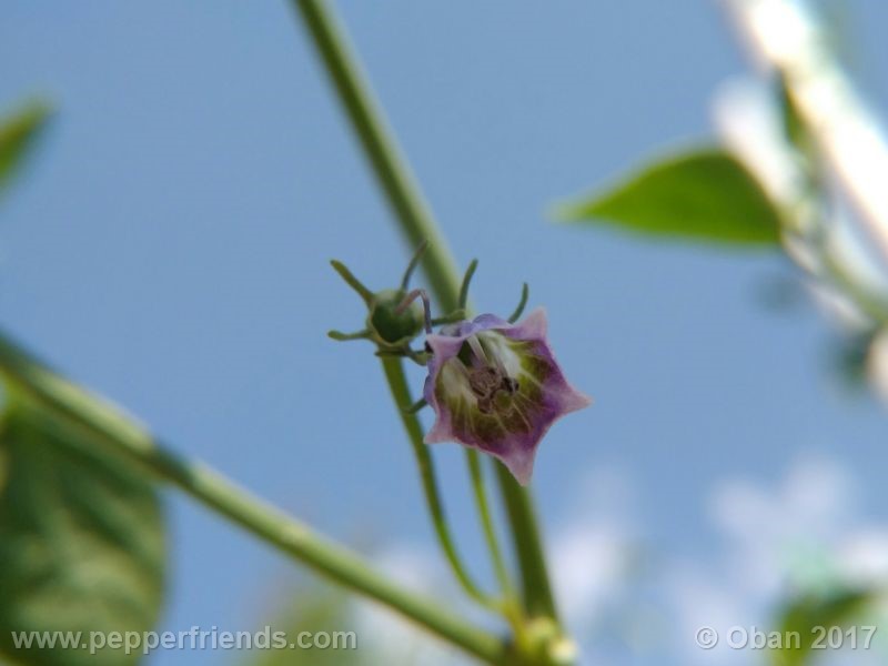 cardenasii_004_fiore_65.jpg