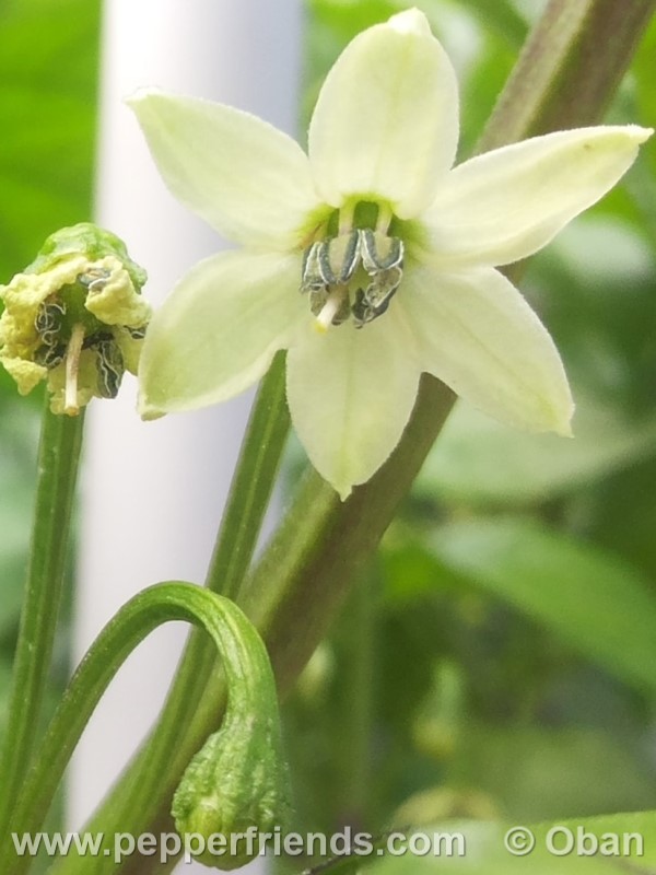 carolina-reaper_001_fiore_03.jpg