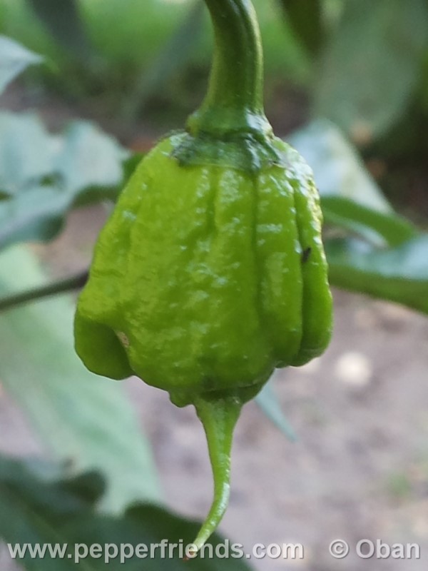 carolina-reaper_001_frutto_03.jpg