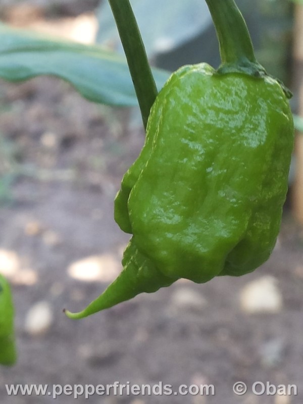 carolina-reaper_001_frutto_04.jpg