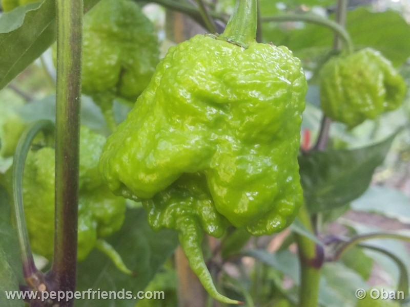 carolina-reaper_001_frutto_05.jpg